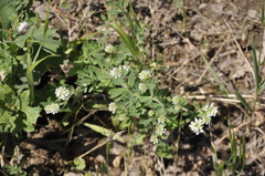 Dorycnium