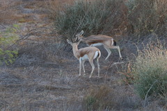 Gazella dorcas