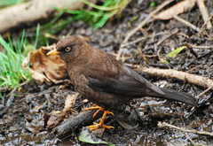 Sooty Thrush photo 3