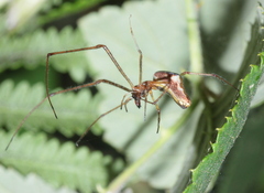 Tetragnatha nigrita