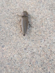 Orthostethus infuscatus