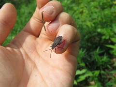 Hygia lativentris