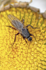 Coelopa