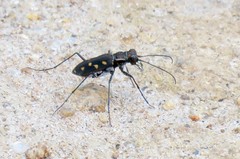 Cicindela sedecimpunctata