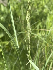 Sphenopholis obtusata