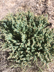 Euphorbia astyla