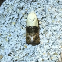 Eugnosta erigeronana