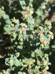 Euphorbia astyla
