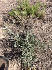 Nerisyrenia camporum