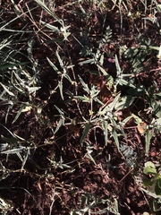 Malvella sagittifolia