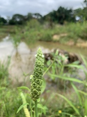 Sphenoclea