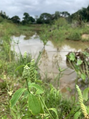 Sphenoclea