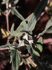 Malvella sagittifolia