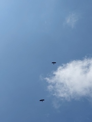 Pyrrhocorax graculus