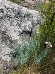 Linaria capraria
