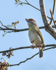 Cyclarhis gujanensis insularis