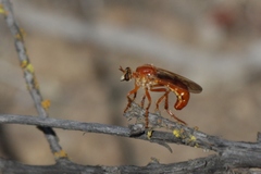 Saropogon luteus