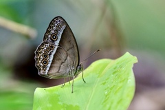 Mycalesis orseis