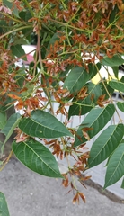 Ailanthus altissima