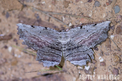Lytrosis
