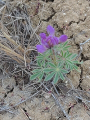 Lupinus brevicaulis