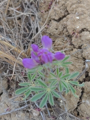 Lupinus brevicaulis