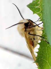 Spilosoma lutea