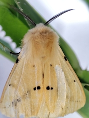 Spilosoma lutea