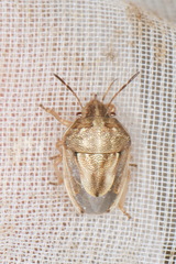 Neottiglossa bifida