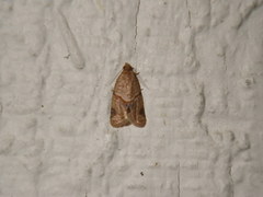 Clepsis peritana