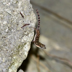 Anolis ahli