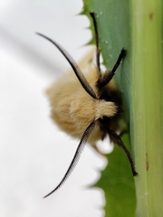 Spilosoma lutea