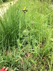 Pilosella novosibirskensis