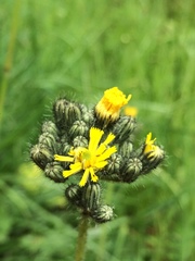 Pilosella novosibirskensis