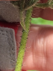 Pilosella novosibirskensis