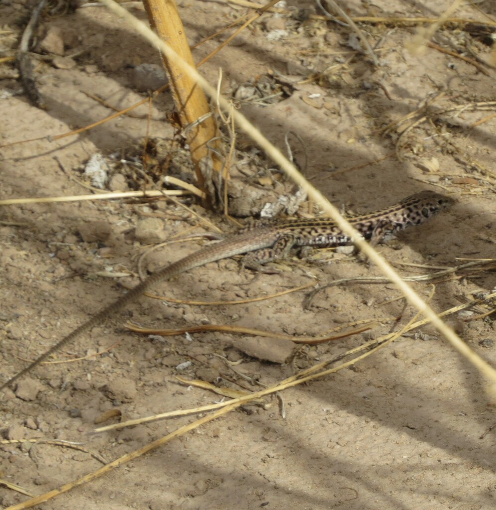 Western Whiptail from Cochise County, AZ, USA on June 18, 2022 at 07:57 ...