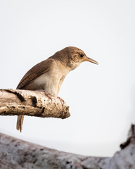 Troglodytes aedon beani