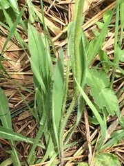 Pilosella novosibirskensis