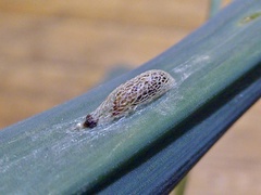 Acrolepiopsis assectella