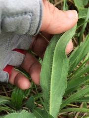 Pilosella novosibirskensis