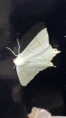 Ourapteryx sambucaria