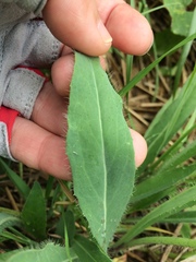 Pilosella novosibirskensis