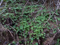 Sibthorpia peregrina