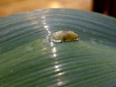 Acrolepiopsis assectella