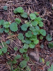 Sibthorpia peregrina