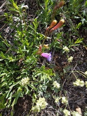Penstemon azureus