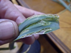Acrolepiopsis assectella