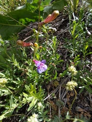 Penstemon azureus
