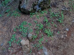 Sibthorpia peregrina