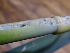 Acrolepiopsis assectella